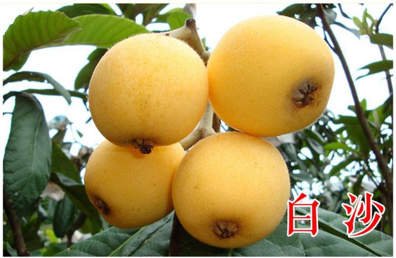 枇杷苗市场价格探析：一棵多少不言明