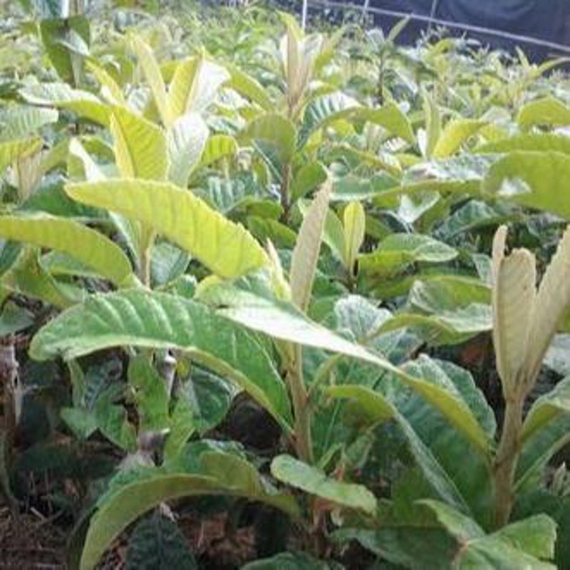 最新枇杷苗市场价格解析
