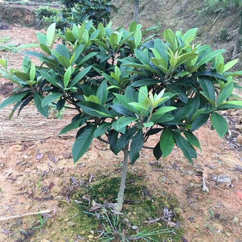 白沙枇杷苗：春日种植的清新选择