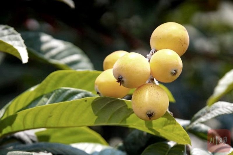 枇杷苗价格：种植者的参考指南