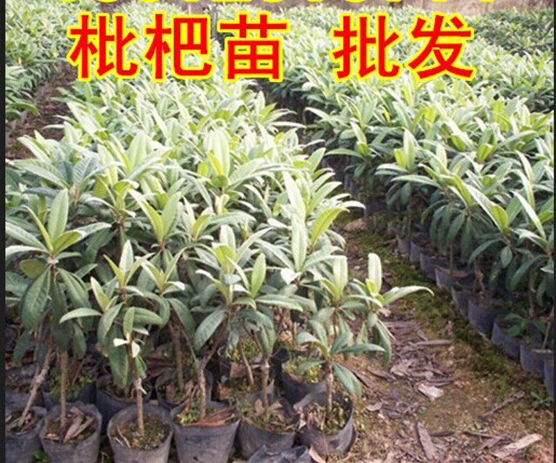 枇杷苗多少钱一棵